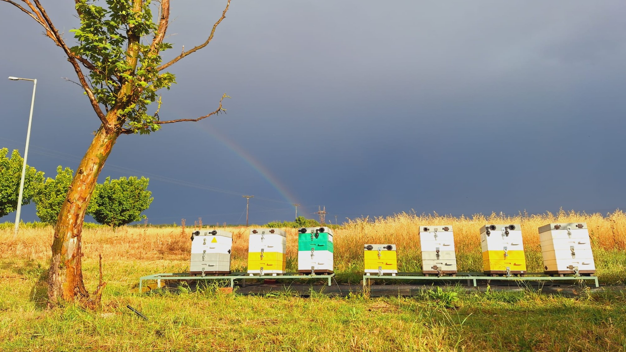 WG5 members of BeSafeBeeHoney are encouraged to apply for becoming part of the EU Commission's Honey Platform 