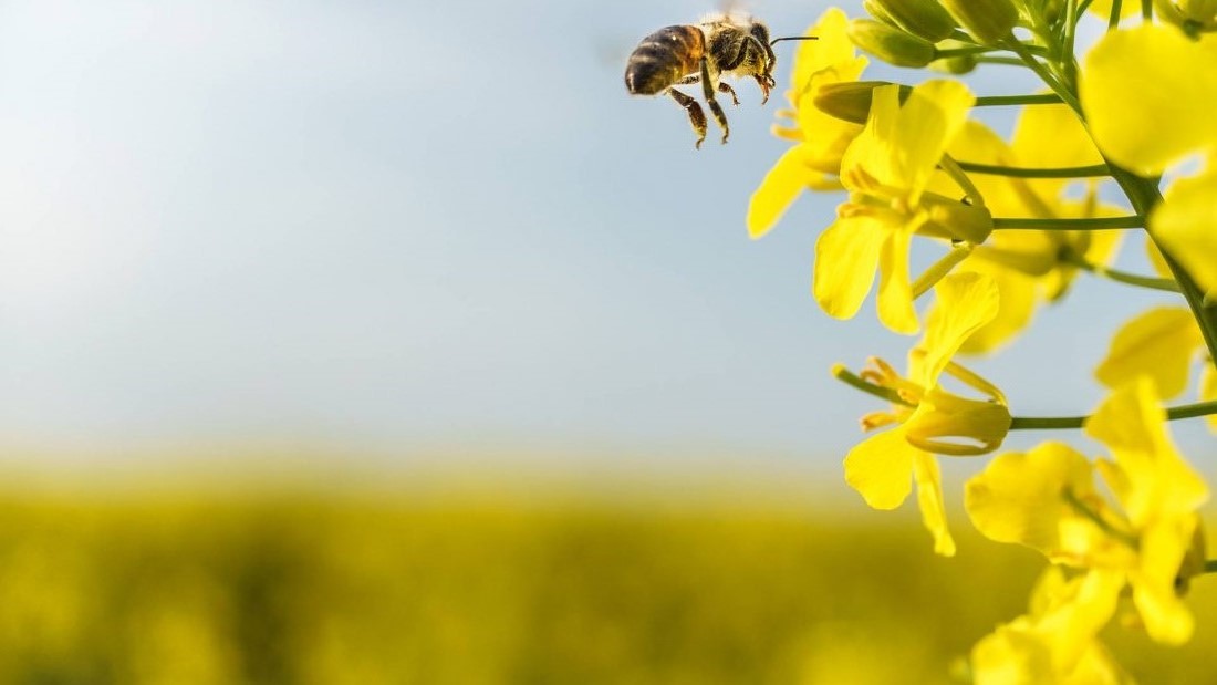 Honeybees loves canola and canola loves honeybees