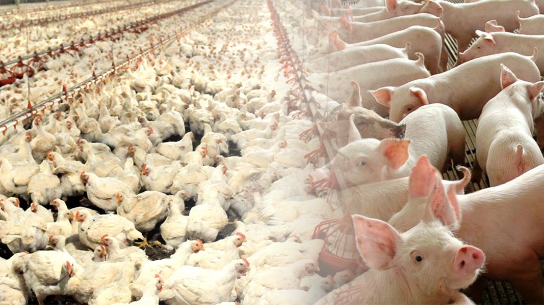 ORGANE proposes environmental regulation of livestock farming to be based on the amount of nitrogen (N) and phosphorus (P) in manures ex animal, whereas the use of the Livestock Standard Unit (LSU) is anachronistic and make environmental regulation arbitrary