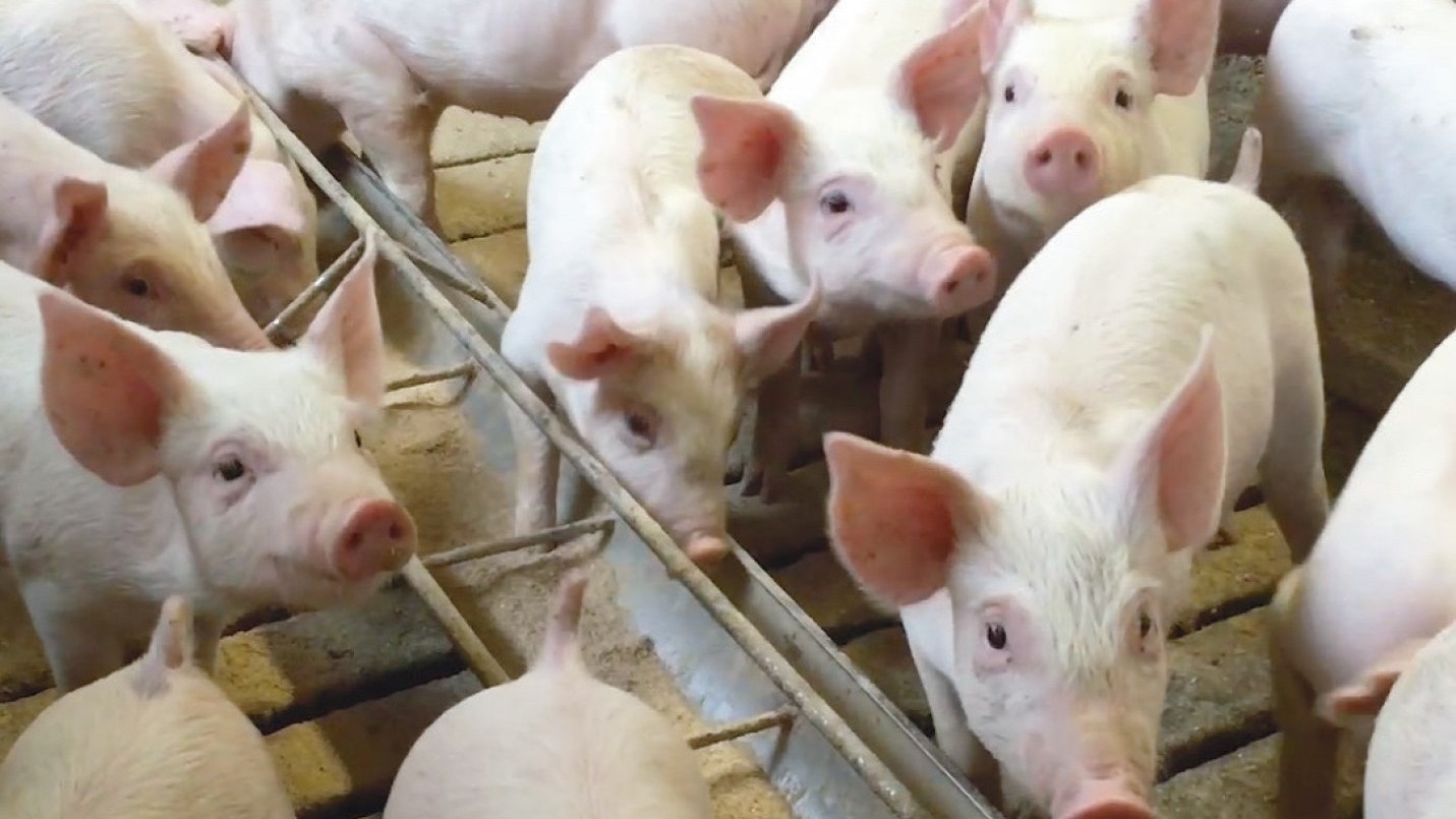 The Danish left-wing four party government aims at a revision of the Danish pig production in 2027. 