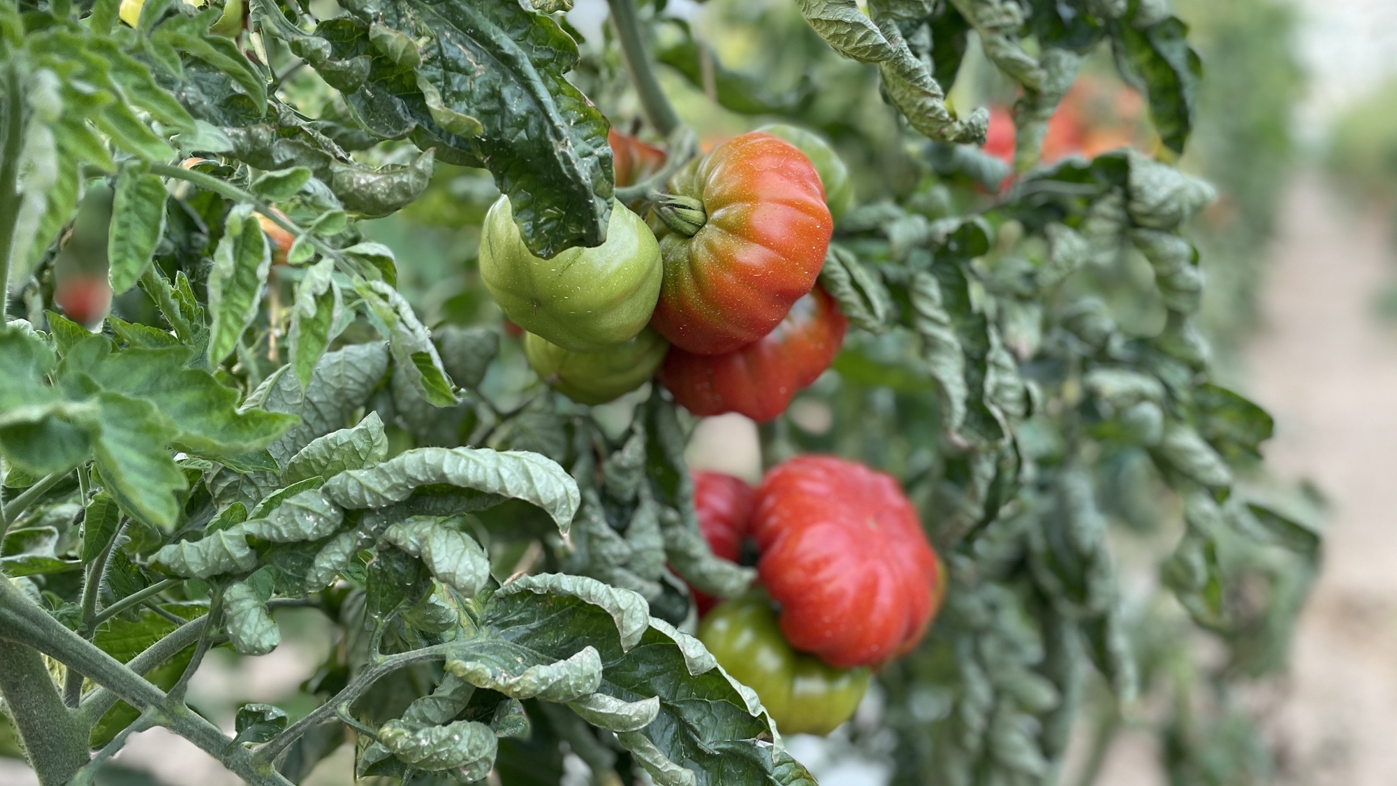 Tomatoes grown in greenhouses in Malta is among crops that could be fertilised with bio-based fertilisers instead of chemical fertilisers 